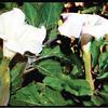 FRANKLIN CANYON DATURA/JIMSON WEED FLOWER 3D

COLOR INFRARED