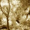 MALIBU CANYON SINGLE SYCAMORE TREE
INFRARED SEPIA TONED
H2FTXW3FT

2010